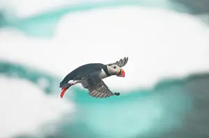 Feathered: Norway, Svalbard Archipelago, Spitsbergen