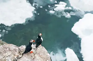 Feathered: Norway, Svalbard Archipelago, Spitsbergen