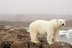 Indicator: Norway, Svalbard Archipelago, Spitsbergen