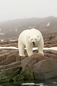 Keystone: Norway, Svalbard Archipelago, Spitsbergen
