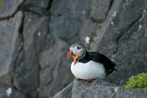 Feathered: Norway, Svalbard Archipelago, Spitsbergen