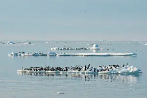 Feathered: Norway, Svalbard Archipelago, Spitsbergen