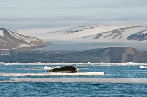 Retreating: Norway, Svalbard Archipelago, Spitsbergen