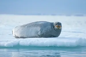 Barbatus: Norway, Svalbard Archipelago, Spitsbergen