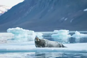Barbatus: Norway, Svalbard Archipelago, Spitsbergen