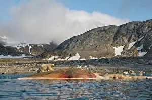 Scavenging: Norway, Svalbard Archipelago, Spitsbergen