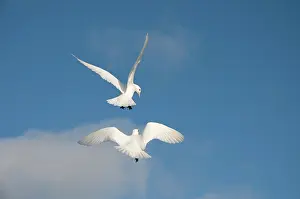 Feathered: Norway, Svalbard Archipelago, Spitsbergen