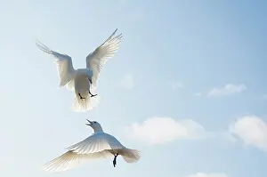 Feathered: Norway, Svalbard Archipelago, Spitsbergen