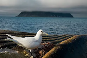 Scavenging: Norway, Svalbard Archipelago, Spitsbergen