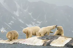 Scavenging: Norway, Svalbard Archipelago, Spitsbergen