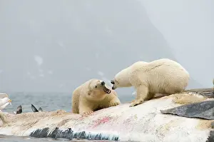 Balaenoptera: Norway, Svalbard Archipelago, Spitsbergen