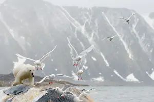 Scavenging: Norway, Svalbard Archipelago, Spitsbergen