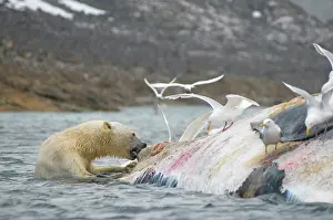 Scavenging: Norway, Svalbard Archipelago, Spitsbergen