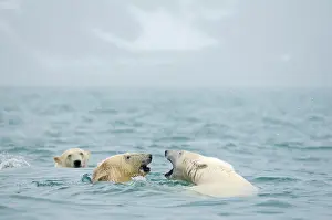 Keystone: Norway, Svalbard Archipelago, Spitsbergen