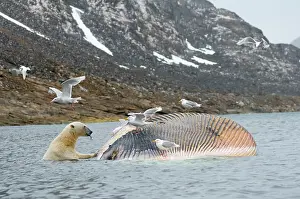 Scavenging: Norway, Svalbard Archipelago, Spitsbergen