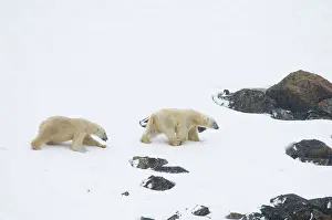 Traveling: Norway, Svalbard Archipelago, Spitsbergen