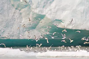 Tridactyla: Norway, Svalbard Archipelago, Spitsbergen
