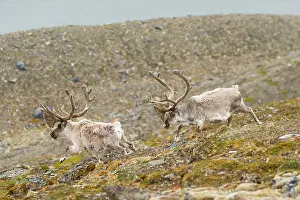 Platyrhynchus: Norway, Svalbard Archipelago, Spitsbergen