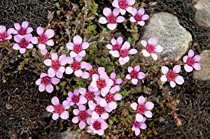 Saxifrage: Norway, Svalbard Archipelago, Spitsbergen
