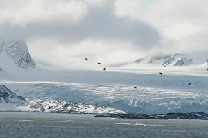 Feathered: Norway, Svalbard Archipelago, Spitsbergen