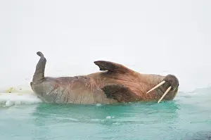 Flipper: Norway, Svalbard Archipelago, Spitsbergen