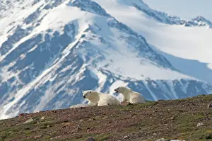 Liefdefjorden: Norway, Svalbard Archipelago, Spitsbergen