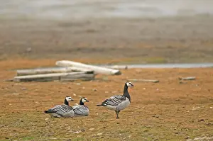 Feathered: Norway, Svalbard Archipelago, Spitsbergen