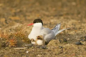 Paradisaea: Norway, Svalbard Archipelago, Spitsbergen