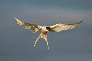 Hovering: Norway, Svalbard Archipelago, Spitsbergen
