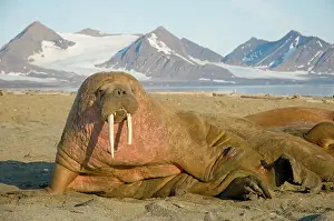 Flipper: Norway, Svalbard Archipelago, Spitsbergen