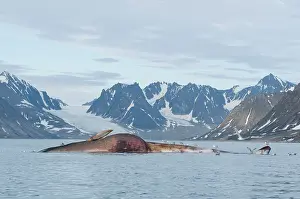 Balaenoptera: Norway, Svalbard Archipelago, Spitsbergen