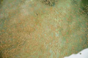 Krill: Norway, Svalbard Archipelago, Spitsbergen