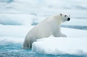 Nanook: Norway, Svalbard Archipelago, Spitsbergen