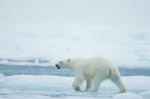 Traveling: Norway, Svalbard Archipelago, Spitsbergen