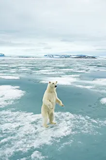 Nanook: Norway, Svalbard Archipelago, Spitsbergen