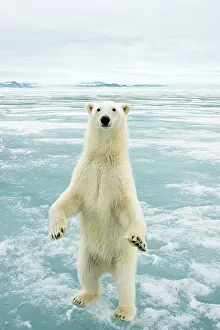 Nanook: Norway, Svalbard Archipelago, Spitsbergen
