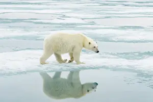 Nanook: Norway, Svalbard Archipelago, Spitsbergen