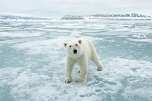 Nanook: Norway, Svalbard Archipelago, Spitsbergen
