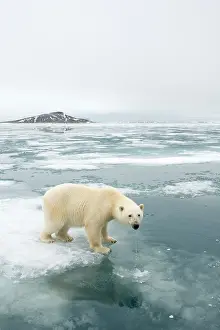 Nanook: Norway, Svalbard Archipelago, Spitsbergen