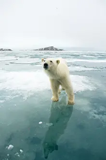Nanook: Norway, Svalbard Archipelago, Spitsbergen