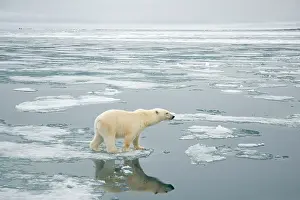 Nanook: Norway, Svalbard Archipelago, Spitsbergen