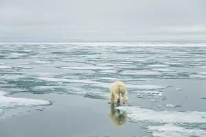 Nanook: Norway, Svalbard Archipelago, Spitsbergen