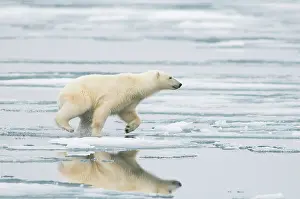 Nanook: Norway, Svalbard Archipelago, Spitsbergen