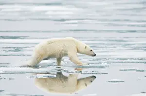 Nanook: Norway, Svalbard Archipelago, Spitsbergen