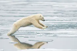 Nanook: Norway, Svalbard Archipelago, Spitsbergen