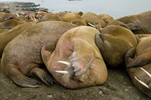 Flipper: Norway, Svalbard Archipelago, Spitsbergen