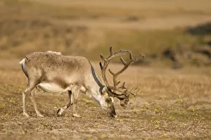 Platyrhynchus: Norway, Svalbard Archipelago, Spitsbergen