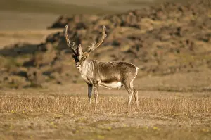 Platyrhynchus: Norway, Svalbard Archipelago, Spitsbergen