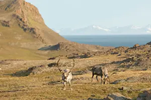 Platyrhynchus: Norway, Svalbard Archipelago, Spitsbergen