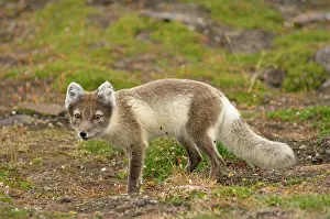 Alopex: Norway, Svalbard Archipelago, Spitsbergen
